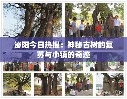 泌阳今日热搜:神秘古树的复苏与小镇的奇迹