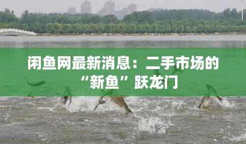 闲鱼网最新消息:二手市场的“新鱼”跃龙门