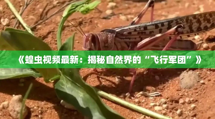 《蝗虫视频最新:揭秘自然界的“飞行军团”》