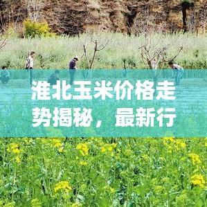 淮北玉米价格走势揭秘,最新行情分析与市场动态