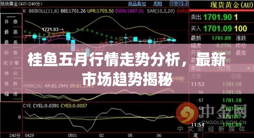 桂鱼五月行情走势分析,最新市场趋势揭秘