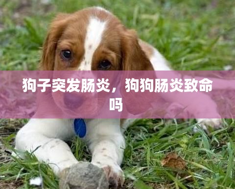 狗子突发肠炎,狗狗肠炎致命吗