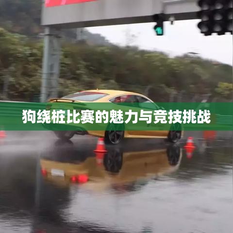 狗绕桩比赛的魅力与竞技挑战